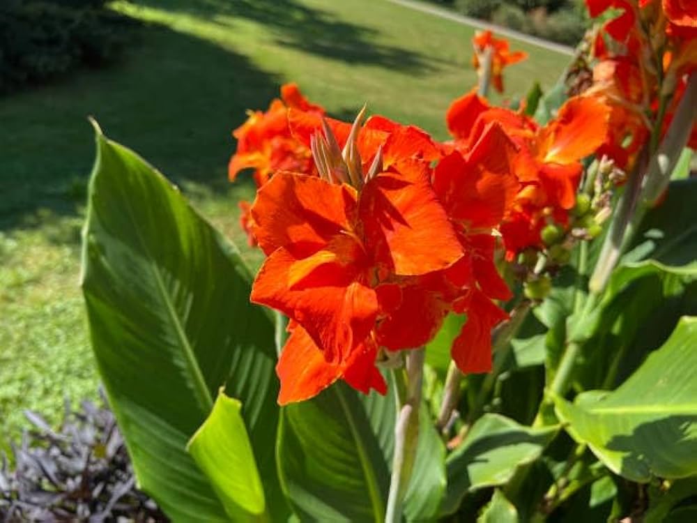 Orange Indica Blumensamen zur Aussaat – sonnenliebend – Traditionssorte & ohne Gentechnik Samen Hausgarten