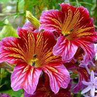 Salpiglossis Salpiglossis spp Blumensamen zur Aussaat Blume Beet