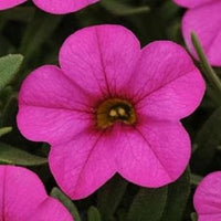 Rosa kabloom blume samen for anpflanzung - low maintenance, heirloom & gmo free samen for home garten
 
 sale for anpflanzung in home garten.