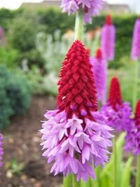 Rot lila primula vialii blume samen for anpflanzung - vibrant colors, heirloom & gmo free samen for home garten
 
 sale samen for home garten