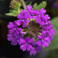 Lila Moss Eisenkraut Blumensamen zur Aussaat – Bestäuber freundlich – Traditionssorte & ohne Gentechnik Samen Hausgarten