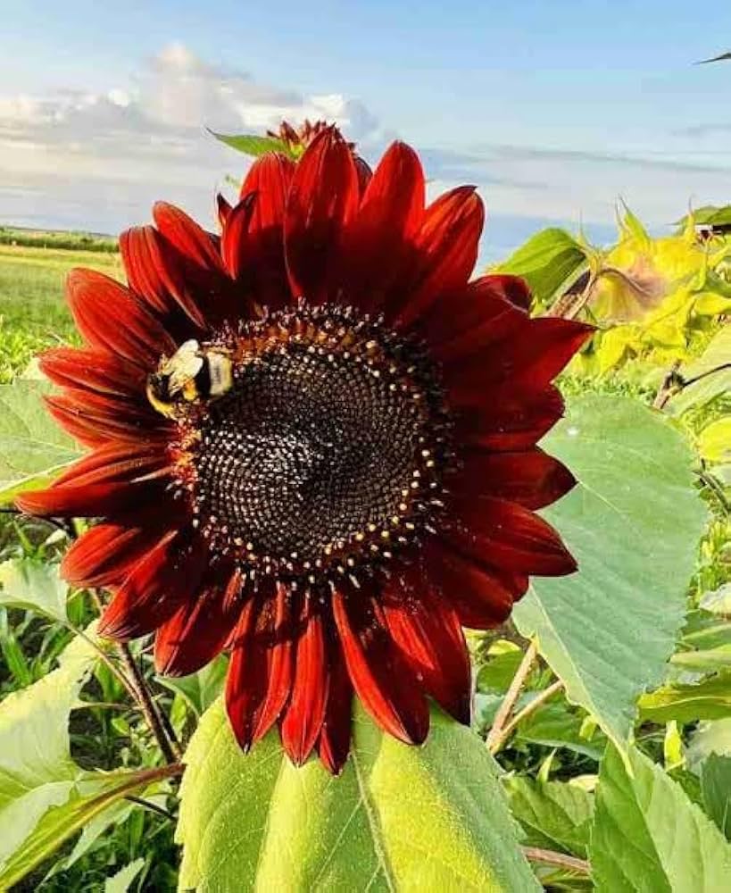Roter Sonnenhut Samen – American Traditionssorte Wildblume Bees & Butterflies