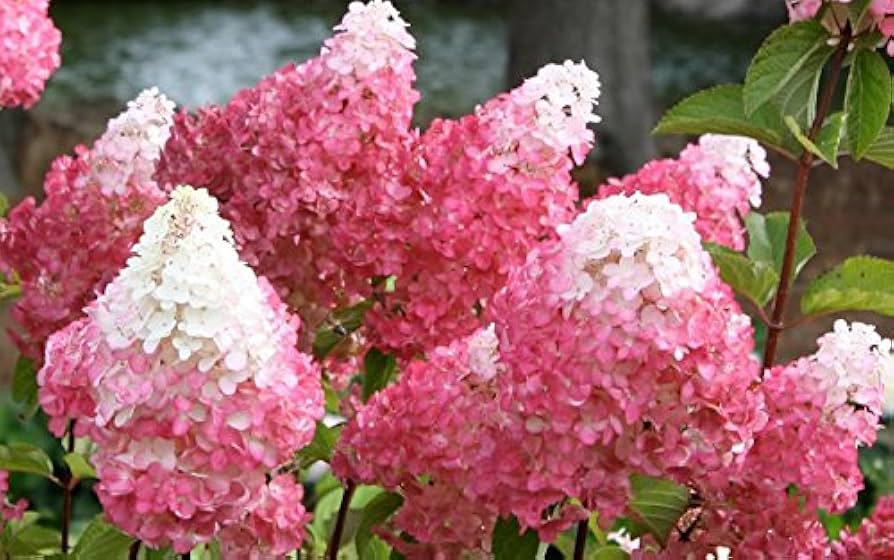 Vanilla Strawberry Hortensie Blumensamen zur Aussaat – duftend Blüten – Traditionssorte & ohne Gentechnik Samen Hausgarten