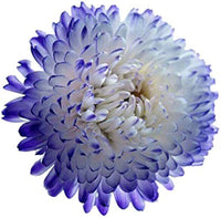 Blau Weiß Chrysantheme Blumensamen zur Aussaat – hochwertige Qualitäts- – Traditionssorte & ohne Gentechnik Samen Hausgarten