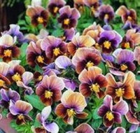 Veilchen Engel Lilac Glow Samen Lilac Blumen