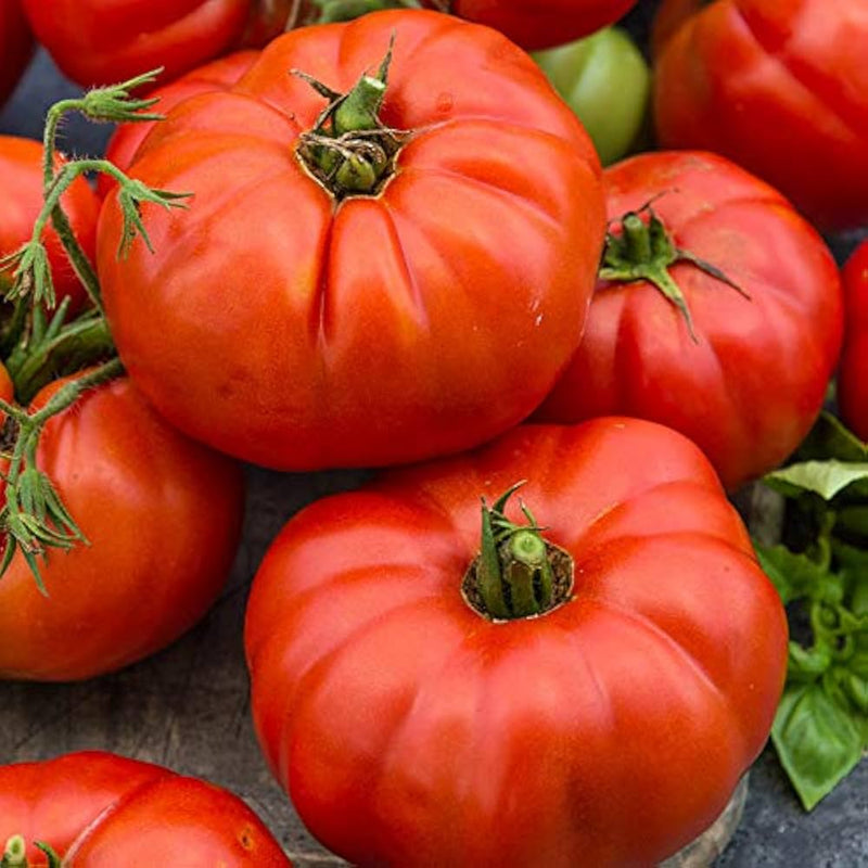 Semi di zucchina siciliana rossa - guida alla semina