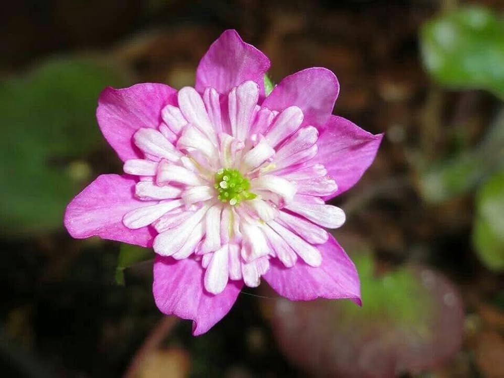 Medallion Blumensamen zur Aussaat Zinnie elegans Blume beds und Garten landscapes
