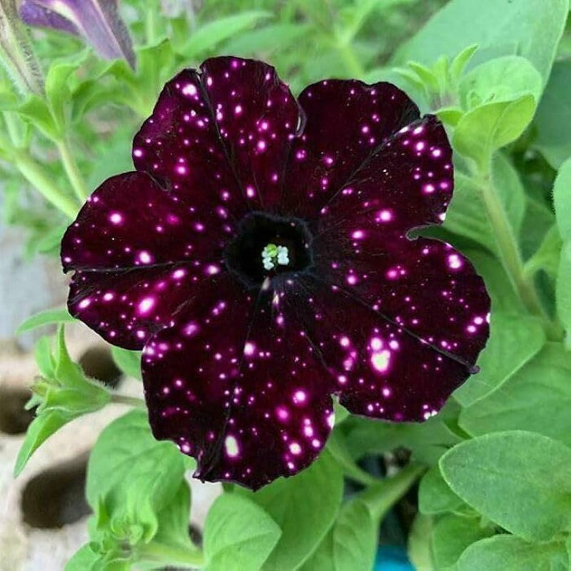 Petunia tree petunia spp. samen for anpflanzung in blume bed