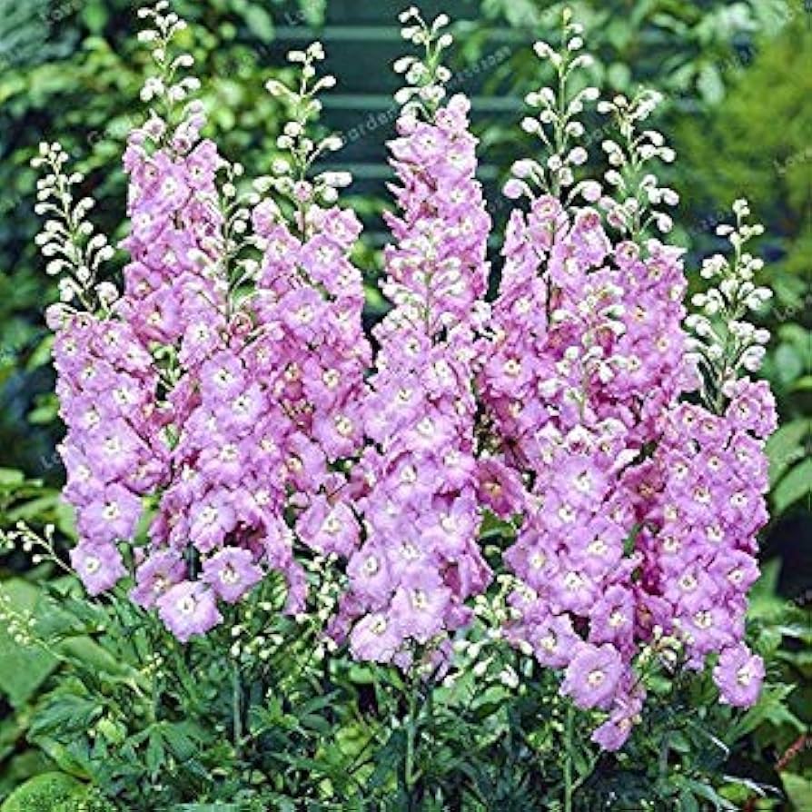 Delphinium Elatum Rosa Mischung Samen zur Aussaat Blume Rabatten Hausgarten