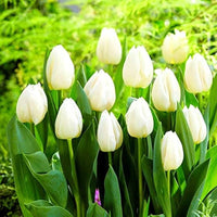 Tulpe Blumensamen zur Aussaat – Garten beliebt – Traditionssorte & ohne Gentechnik Samen Hausgarten