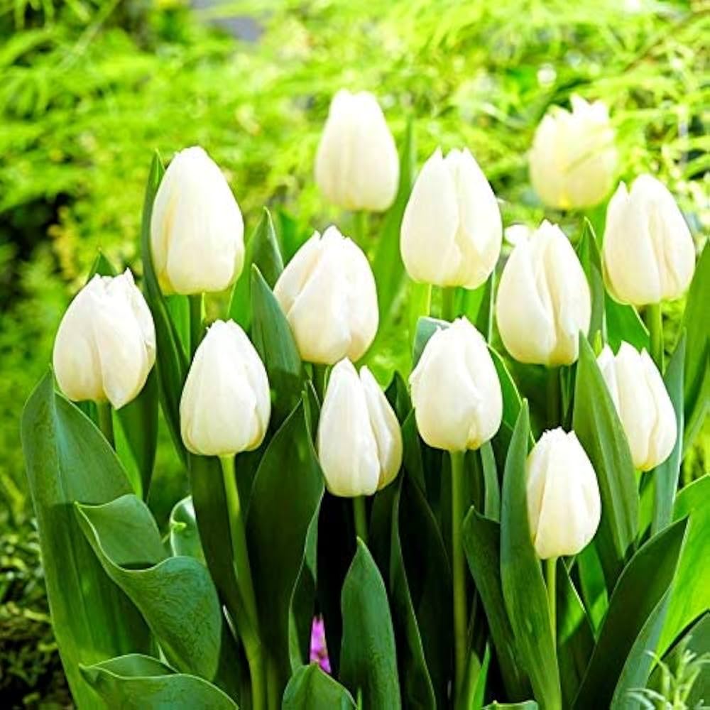 Tulpe Blume Weiß Kollektion Samen zur Aussaat ideal elegant und Serene Garten Blüten