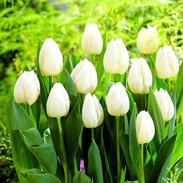Tulpe Blume Weiß Kollektion Samen zur Aussaat ideal elegant und Serene Garten Blüten