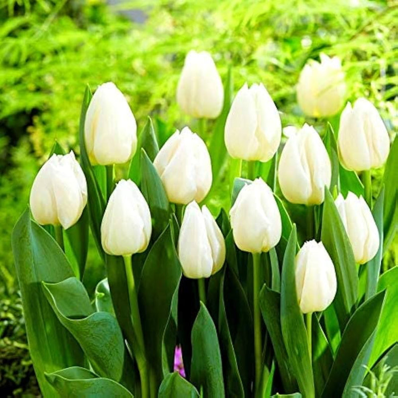 Tulpe Blume Weiß Kollektion Samen zur Aussaat ideal elegant und Serene Garten Blüten