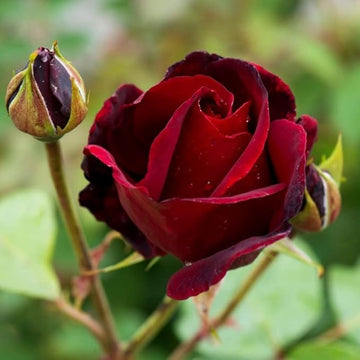 Rose blume samen for anpflanzung - pollinator friendly, heirloom & gmo free samen for home garten
 
 sale for anpflanzung in home garten