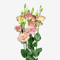 Lisianthus Echo Rosa Picotee Samen Rosa und Weiß Blumen