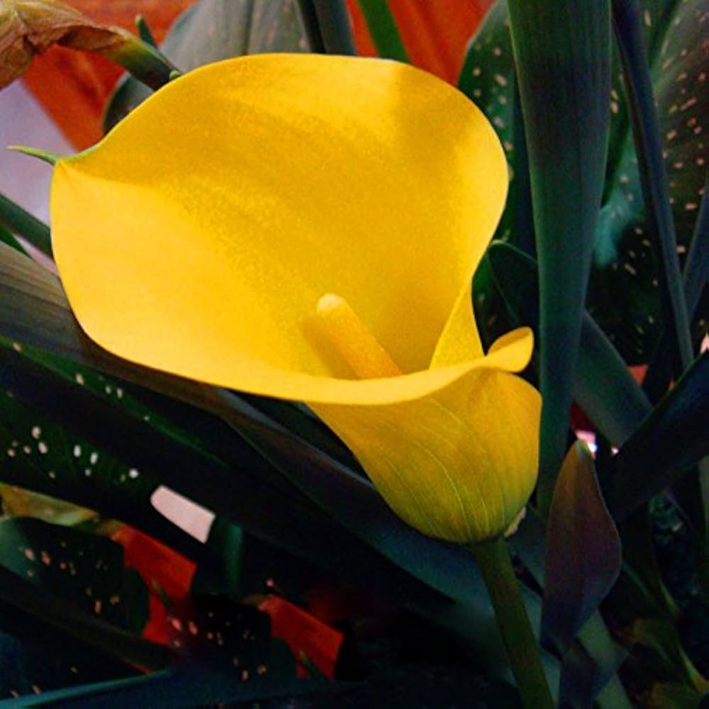 Calla Lilie Samen – elegant und Graceful Blüten Garten or für Innenräume Spaces (100 Pcs pcs)