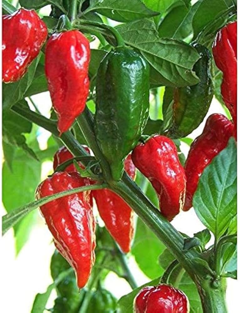 Bhut Jolokia Braun Samen - Perfect zum Pflanzen Hot Peppers