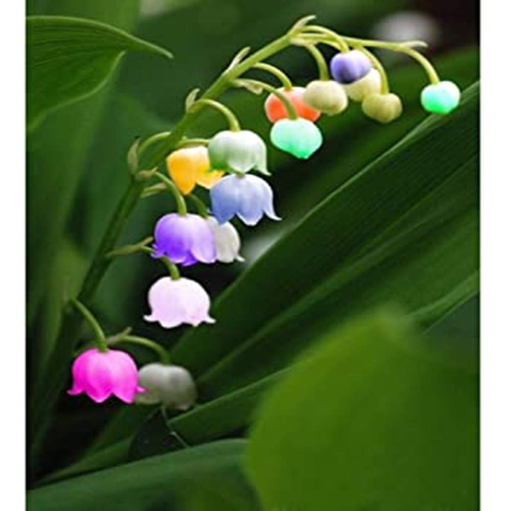 Weiß Lila Bell Orchidee Blumensamen zur Aussaat – Drought verträglich – Traditionssorte & ohne Gentechnik Samen Hausgarten
