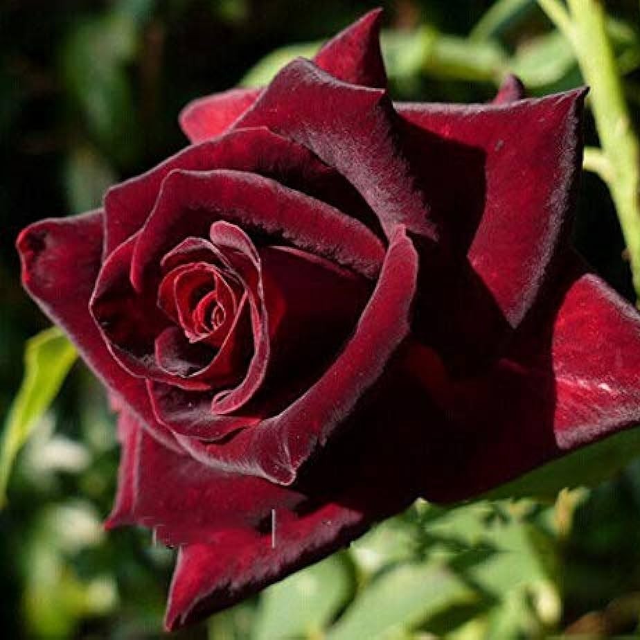 Rot und Schwarz Rose Blumensamen zur Aussaat – Wildblume Mischung – Traditionssorte & ohne Gentechnik Samen Hausgarten