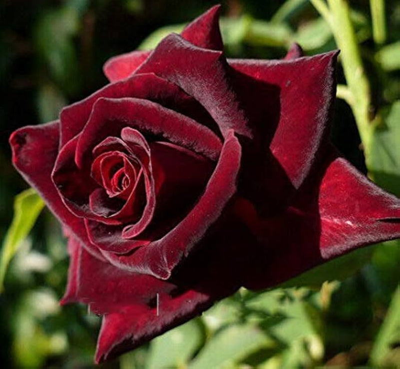 selten Schwarz Grafted Rot kletternd Rose Blumensamen zur Aussaat – kompakt Wuchs – Traditionssorte & ohne Gentechnik Samen Hausgarten