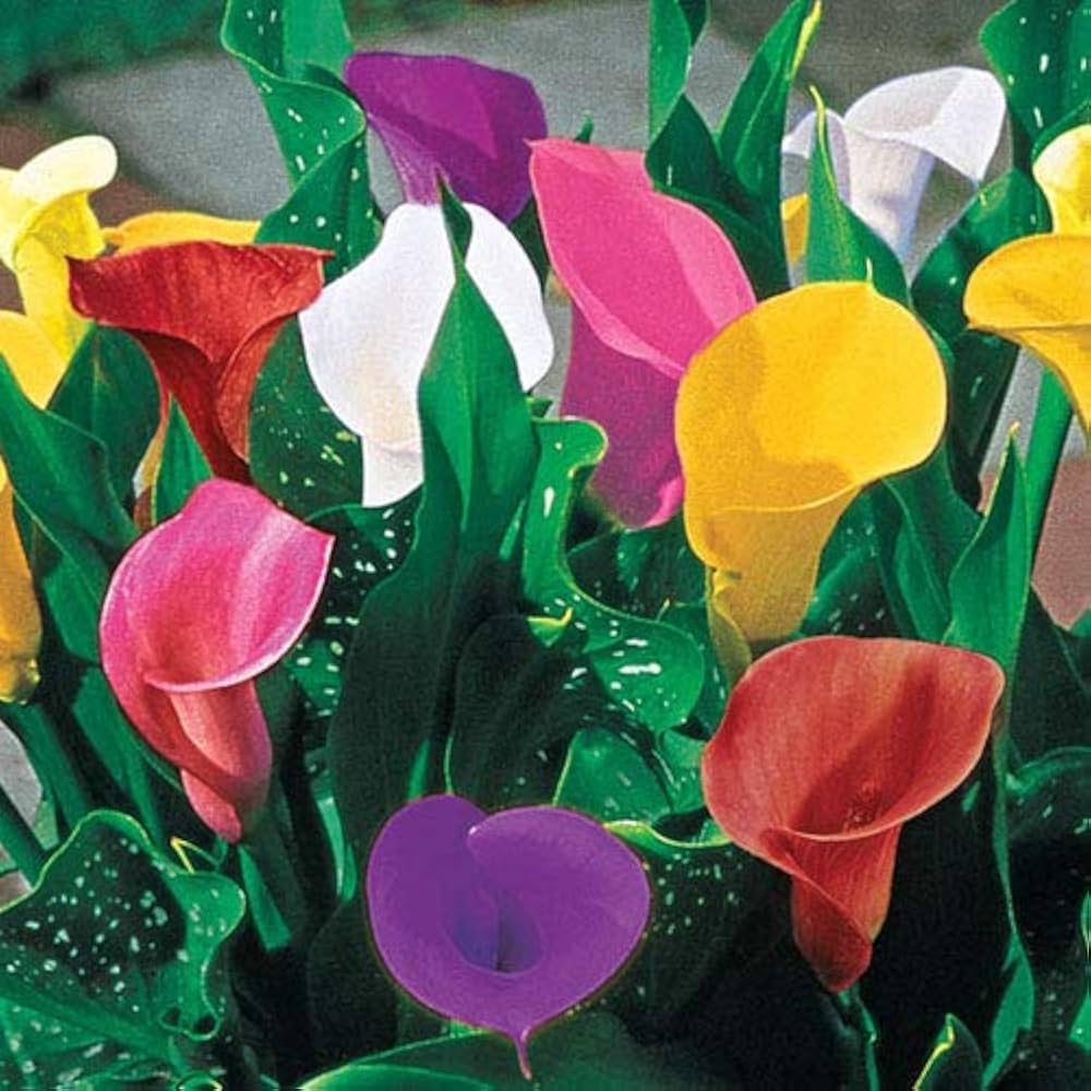 Multiple Calla Lilie Samen – elegant Blume Blüten