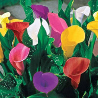Multiple Calla Lilie Samen – elegant Blume Blüten