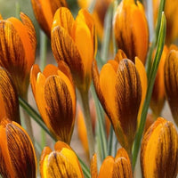 Orange (orange crocus) samen for anpflanzung in home garten