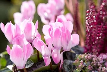 Baby rosa cyclamen blume samen for anpflanzung - pollinator friendly, heirloom & gmo free samen for home garten
 
 sale for anpflanzung in home garten