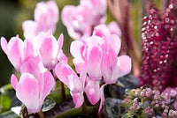 Baby rosa cyclamen blume samen for anpflanzung - pollinator friendly, heirloom & gmo free samen for home garten
 
 sale for anpflanzung in home garten