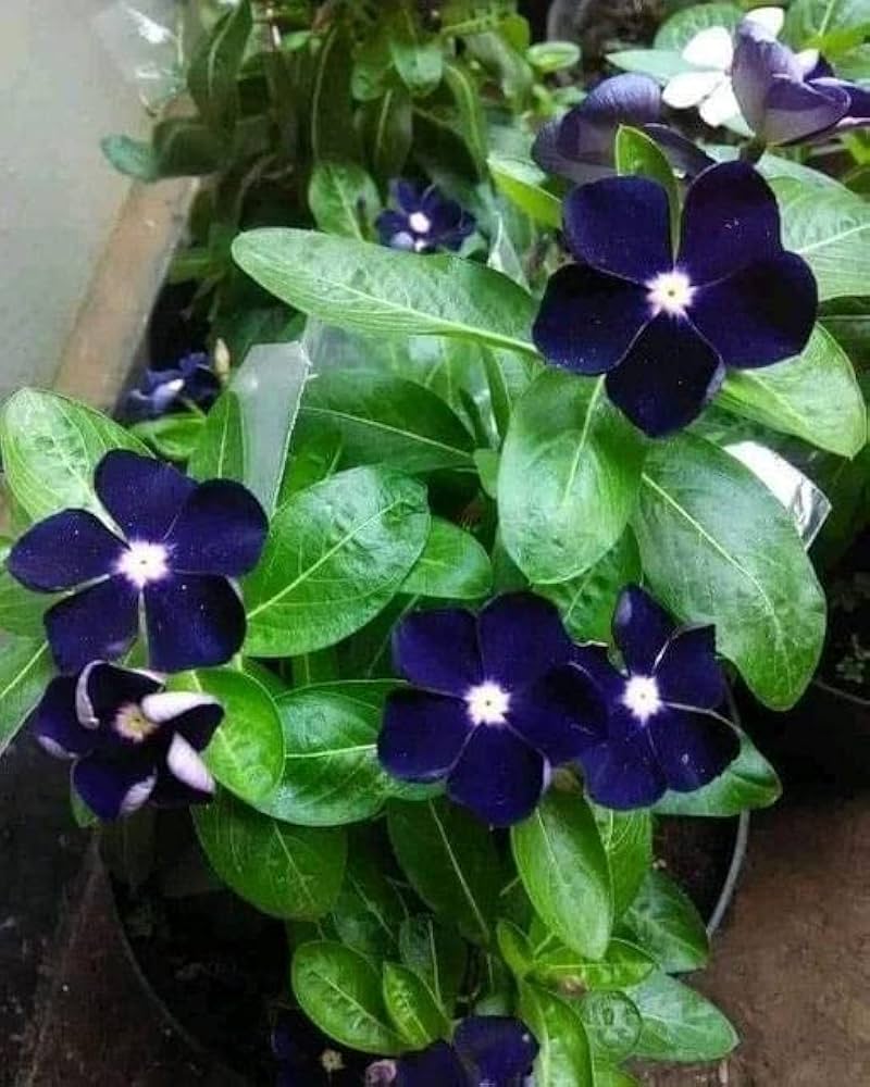 Fragrant blau vinca blume annual samen