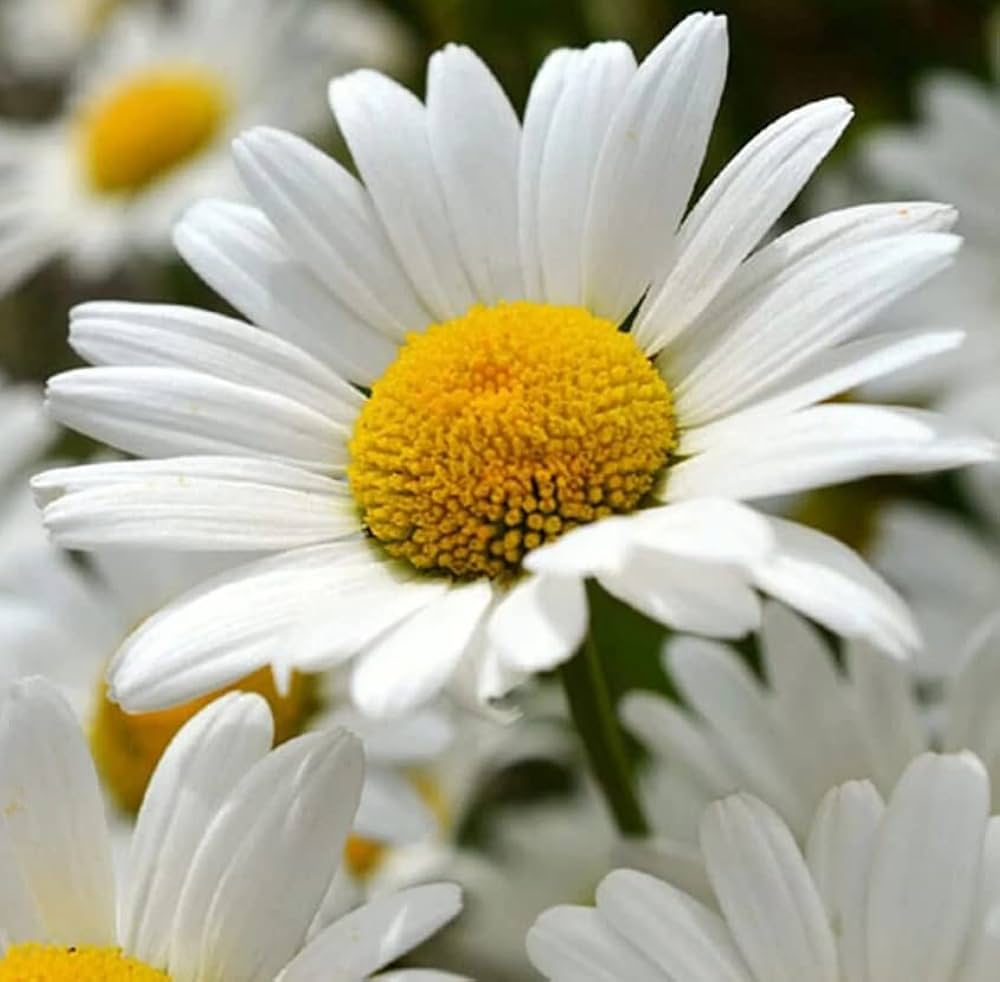 Weiß mehrjährig Blumensamen zur Aussaat – farbenfroh Schau Traditionssorte & ohne Gentechnik Samen Hausgarten