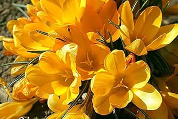Crocus sativus gelb blume samen for anpflanzung - garten favorite, heirloom & gmo free samen for home garten
 
 sale for anpflanzung in home garten