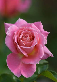 Rose Samen zur Aussaat Rosa Hybrida Gemischt petals romantic Garten Blume Beet