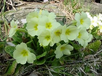Light grün primrose blume samen for anpflanzung - colorful display, heirloom & gmo free samen for home garten
 
 sale for anpflanzung in home garten