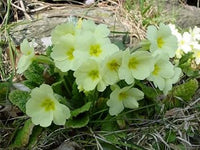 Light grün primrose blume samen for anpflanzung - colorful display, heirloom & gmo free samen for home garten
 
 sale for anpflanzung in home garten