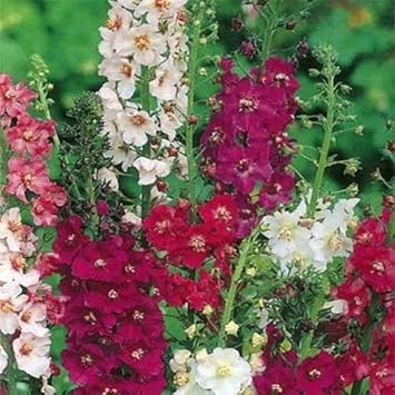 Mixed verbascum blume samen for anpflanzung - wildflower mix, heirloom & gmo free samen for home garten
 
 sale samen for anpflanzung in home garten