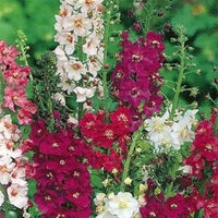 Mixed verbascum blume samen for anpflanzung - wildflower mix, heirloom & gmo free samen for home garten
 
 sale samen for anpflanzung in home garten