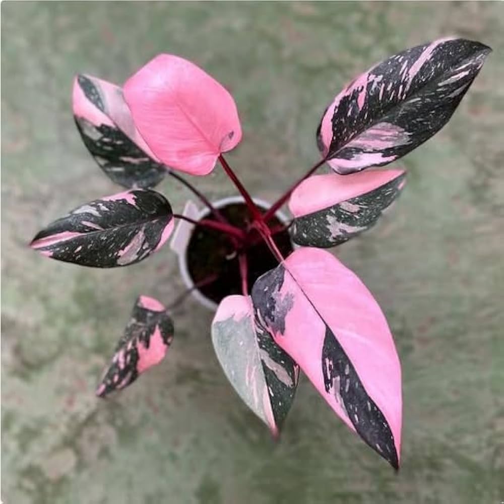Philodendron Blumensamen zur Aussaat lang Blüte Saison Traditionssorte & ohne Gentechnik Samen Hausgarten