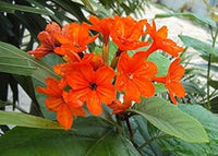 Orange cordia sebestena blume samen for anpflanzung - long bloom season, heirloom & gmo free samen for home garten
 
 sale samen for anpflanzung in home garten