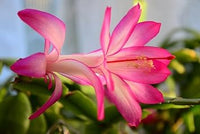 Weiß rosa zygocactus blume samen for anpflanzung - seasonal bloomer, heirloom & gmo free samen for home garten
 
 sale samen for anpflanzung in home garten