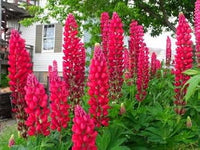 Russell lupine blume samen for anpflanzung - perfect for borders, heirloom & gmo free samen for home garten
 
 sale for anpflanzung in home garten.