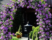 Lila climbing rose samen blume samen for anpflanzung low maintenance heirloom & gmo free samen for home garten 
 
 sale for anpflanzung in home garten
