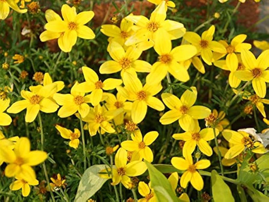 Gelb Bidens Sunshine Blumensamen zur Aussaat – leuchtend – Traditionssorte & ohne Gentechnik Samen Hausgarten