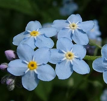 Sea blau myosotis sylvatica blume samen for anpflanzung - seasonal bloomer, heirloom & gmo free samen for home garten
 
 sale for anpflanzung in home garten.