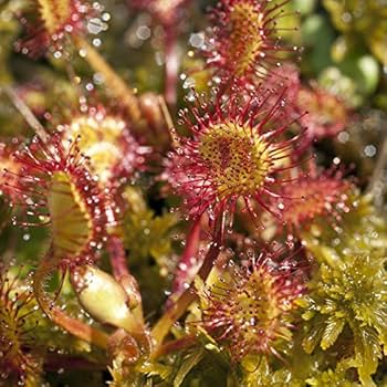 Grün robust Sundew Blumensamen zur Aussaat – Garten beliebt – Traditionssorte & ohne Gentechnik Samen Hausgarten