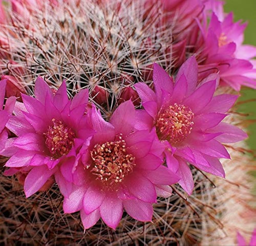 Gemischt Mammillaria Blumensamen zur Aussaat farbenfroh Schau Traditionssorte & ohne Gentechnik Samen Hausgarten