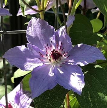 Lila clematis blume samen for anpflanzung long bloom season heirloom & gmo free samen for home garten 
 
 sale for anpflanzung in home garten