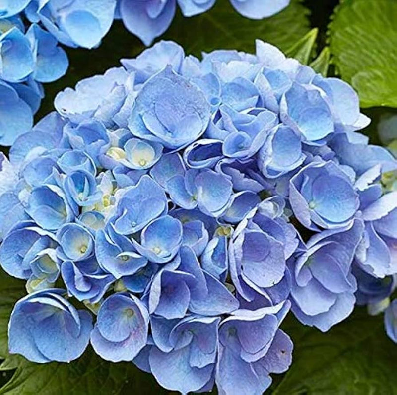 tief Blau Geranie Blumensamen zur Aussaat robust Sorte Traditionssorte & ohne Gentechnik Samen Hausgarten