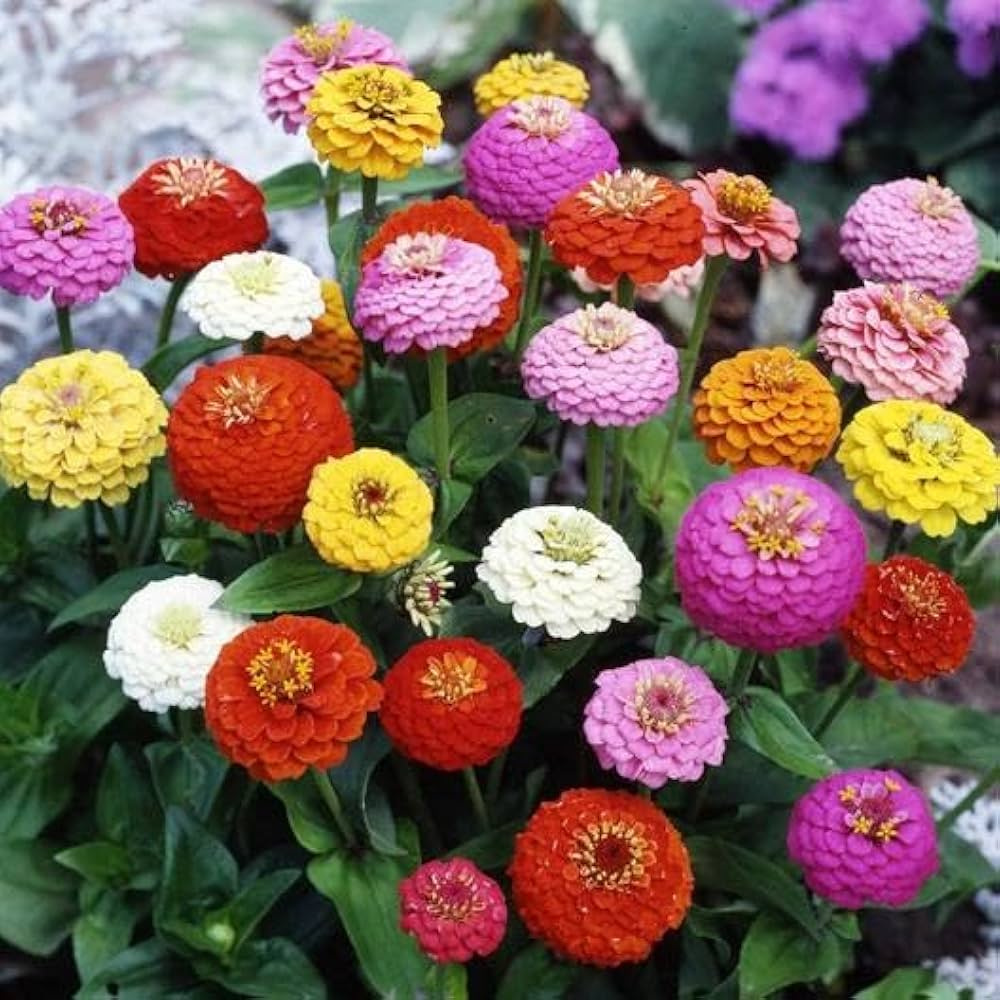 Zinnie Art Deco Blume Mischung Samen zur Aussaat Blume Beet