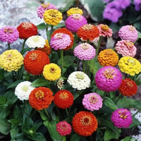 Zinnie Art Deco Blume Mischung Samen zur Aussaat Blume Beet
